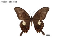 藏品(白紋鳳蝶)的圖片